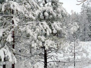Snowy Branches Photo by Antonio Romero 2013
