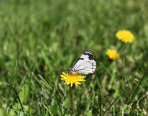 Cabbage-White-Thumb